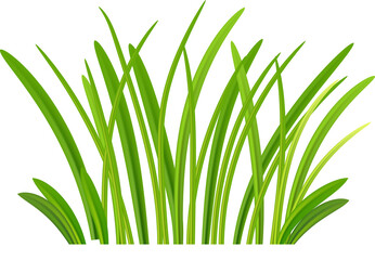 Green grass. Spring, meadow, field, decor. Grass bushes of different shapes. Hand drawn grass. Green grass. on transparent, png