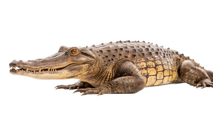 Obraz premium an American alligator (Alligator mississippiensis) full body 3/4 view in a Wildlife-themed, photorealistic illustration in a PNG format, cutout, and isolated. Generative AI