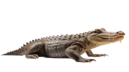 Naklejka premium an American alligator (Alligator mississippiensis) full body 3/4 view in a Wildlife-themed, photorealistic illustration in a PNG format, cutout, and isolated. Generative AI