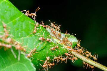 A photo of Red weaver ant nest building, ant team work. red ant. Red ant building and guarding nest.