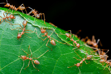 A photo of Red weaver ant nest building, ant team work. red ant. Red ant building and guarding nest.