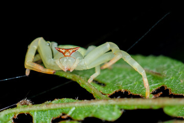 A photo of crab spider on a leaf. The female crab spider is larger in size compared to the smaller male. The male spider is brown in color.