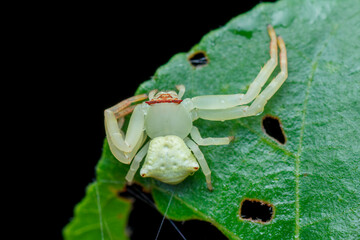 A photo of crab spider on a leaf. The female crab spider is larger in size compared to the smaller male. The male spider is brown in color.