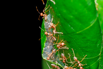 A photo of Red weaver ant nest building, ant team work. red ant. Red ant building and guarding nest.