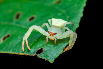 A photo of crab spider on a leaf. The female crab spider is larger in size compared to the smaller male. The male spider is brown in color.