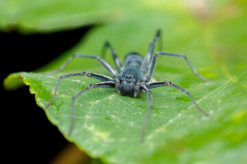Fototapeta premium A photo of Ant-like sac spider (Corinnomma sp.)