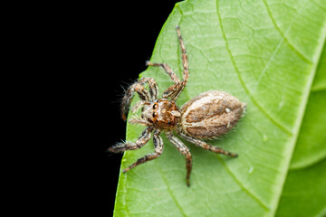 A photo of a Jumping spider (Plexippus paykulli)