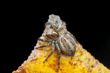 A photo of a Jumping spider (Plexippus paykulli)