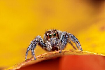 A photo of a Jumping spider (Plexippus paykulli)