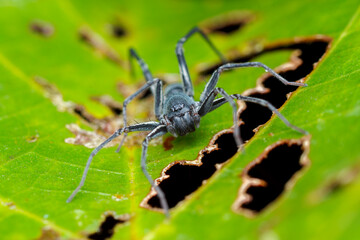 A photo of Ant-like sac spider (Corinnomma sp.)