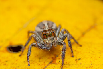 A photo of a Jumping spider (Plexippus paykulli)