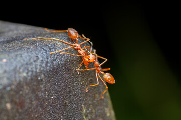 A photo of Red weaver ant fighting, ant holding neck, weaver ant agression