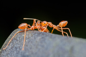 A photo of Red weaver ant fighting, ant holding neck, weaver ant agression