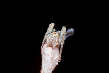 A photo of a monkey Lynx Spider on leaf . The spider is also called monkey lynx spider. The spider is guarding her egg sac.