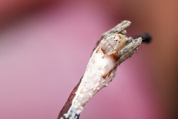 A photo of a monkey Lynx Spider on leaf . The spider is also called monkey lynx spider. The spider is guarding her egg sac.