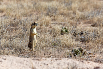 Prairie Dog in the Wyoming desert