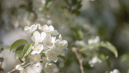 white flowers of a flowering tree in summer