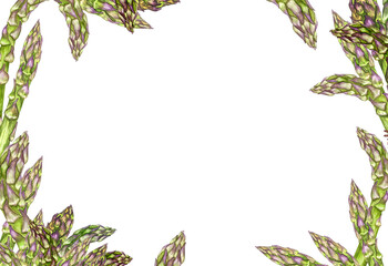 Naklejka premium Watercolor fresh green asparagus. Isolated eco food illustration on white background. Food clip art. Hand Drawn Watercolor Drawing Healthy Vegan Food Design. Background for packaging.