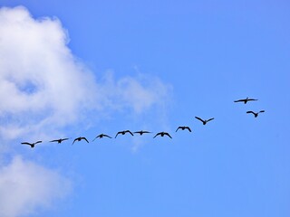 Vogelschwarm in der Luft