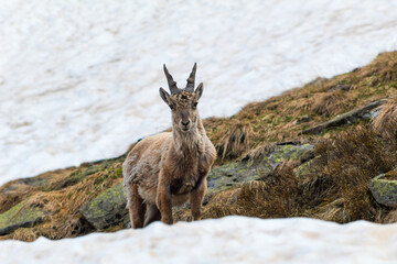 Baby ibex looking towards the room with snow in the background