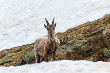 Obraz premium Baby ibex looking towards the room with snow in the background