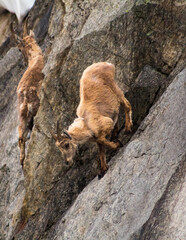 Two baby ibexes climb the rocks