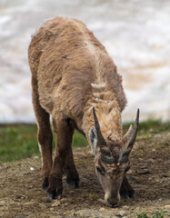 Female ibex grazing grass
