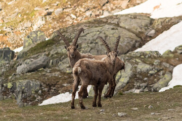 Two male ibexes looking towards the camera