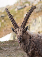 Ibex with tongue out