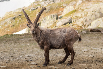 Ibex male looking towards the camera showing the left side with the mountain in the background