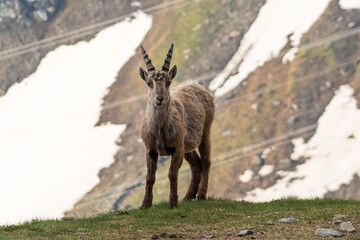 Young male ibex