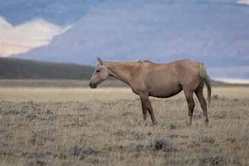 Fototapeta na wymiar Wild horses in Wyoming