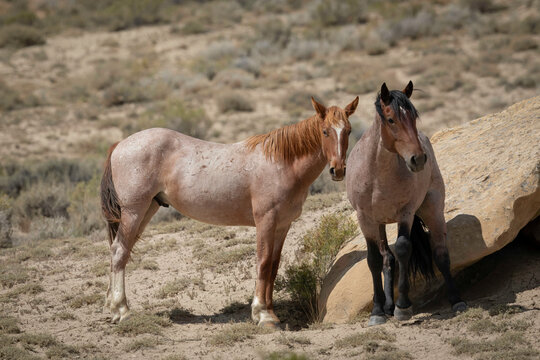Wild horses in Wyoming