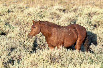 Wild horses in Wyoming