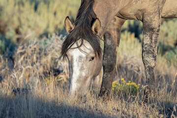 Wild horses in Wyoming