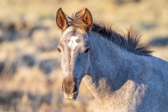 Wild horses in Wyoming