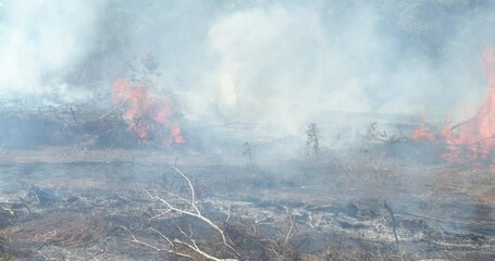 Logging, Burning, and Cattle Pastures in the Amazon Rainforest for Livestock Feed, Soybean Farming