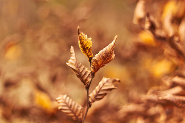 Autumn leaves on branch. Autumn season.