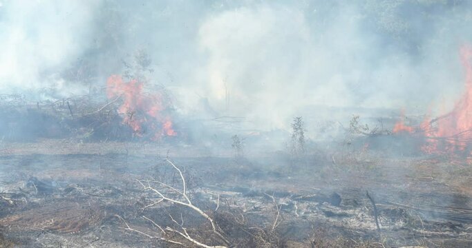 Logging, Burning, and Cattle Pastures in the Amazon Rainforest for Livestock Feed, Soybean Farming