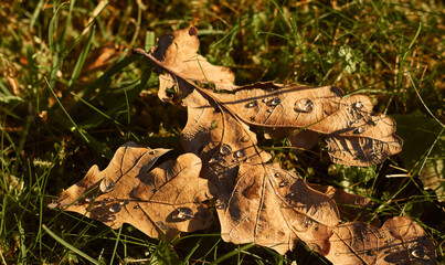 Autumn oak leaf covered with dew lies on the grass. Brown dry oak leaf with water drops laying in grass.