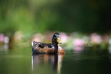 Water's edge view of a wild duck on a lake
