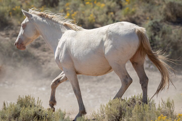 Obraz na płótnie Canvas Wild horses in Wyoming