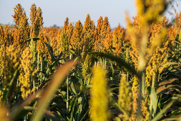 sorghum plantation in sunny day
