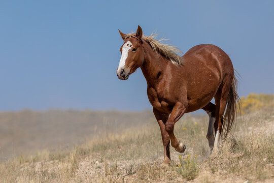 Wild horses in Wyoming