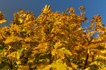 Yellowing maple foliage in the autumn season