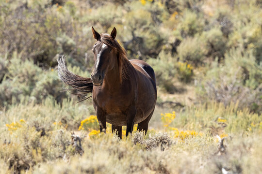 Wild horses in Wyoming