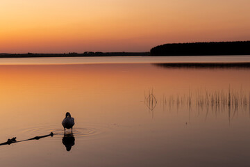 a calm lake and one white swan in the spring during sunset