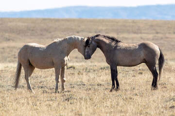 Obraz na płótnie Canvas Wild horses in Wyoming