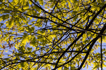 young spring oak foliage and oak flowers during flowering