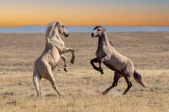Wild horses fighting in Wyoming